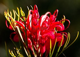 grevillea,花,花的