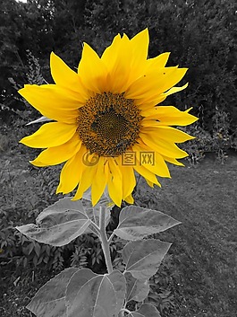 太陽花,開花,花