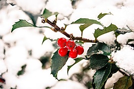 紅色,水果,樹