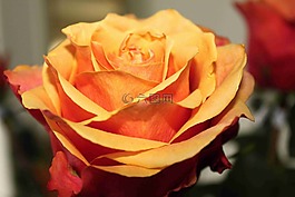 玫瑰,橙,花