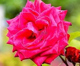 玫瑰,花,性質