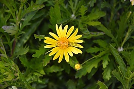 花,黃色,黃色的花