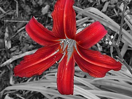 百合,花,黑色紅