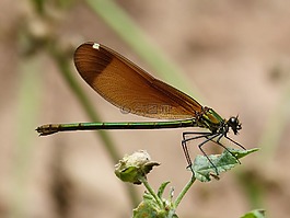 calopteryx haemorrhoidalis,蜻蜓,翅膀