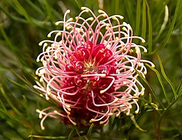 grevillea,花,澳大利亚