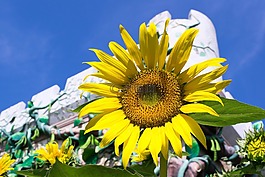 向日葵,花,黃