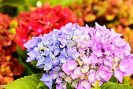 繡球,花,植物