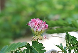 花的领域,森林,花卉