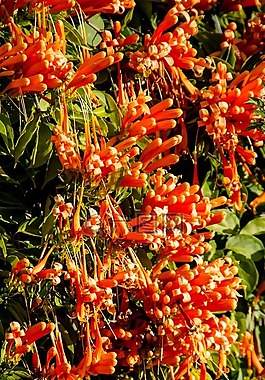 鮮花,橙色,對(duì)沖