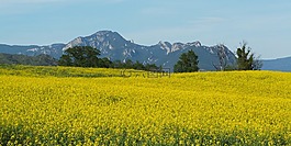 原野,自然,夏天