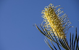 grevillea,花,奶油