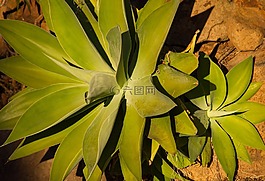 多汁,綠色,花園