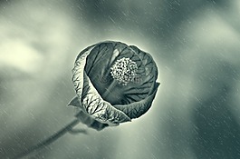 花,雨,濕