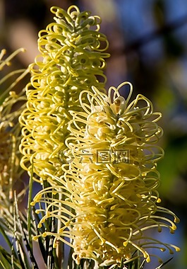 grevillea,鲜花,白