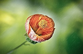 花,雨,濕