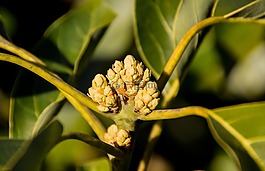 牛油果,芽,鮮花