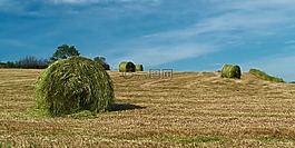 原野,自然,夏天