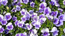 鮮花,潘茜,sumire