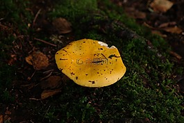 蘑菇,黃色,森林