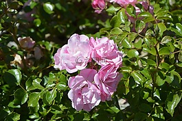 粉色,灌木,花園