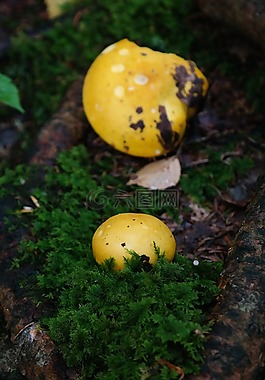 蘑菇,黃色,森林
