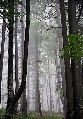 森林,霧,樹(shù)