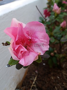 花卉,羅莎,草坪