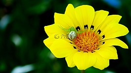 黃色,自然,花
