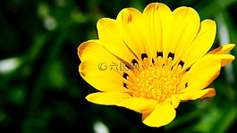 黃色,自然,花