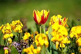 花,黃色,黃色的花