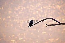 背光,ave,黎明