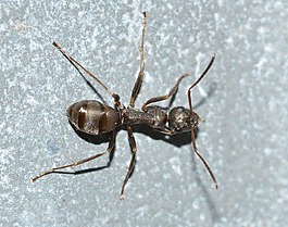 蚂蚁,昆虫,serviformica