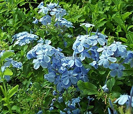 花,自然,植物區(qū)系