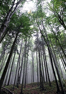森林,霧,樹