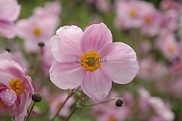 開花,粉紅色,花