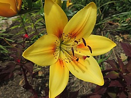 百合,黄莉莉,花