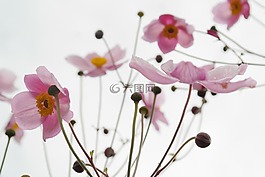 開花,粉紅色,花