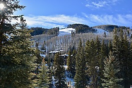 木材,樹,雪