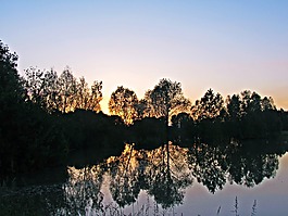 水,樹,陰影