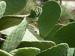 花椒梨,仙人掌,馬耳他