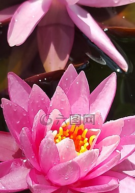 粉紅色,花,花的