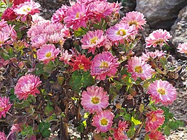 花,鮮花,紫色花