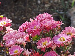 花,鮮花,紫色花