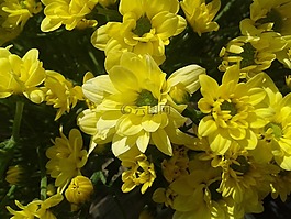 菊花,黃色花,多彩