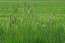 草,野生草,景觀