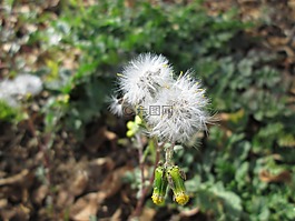 花,野花,雜草