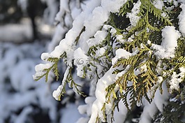冬季,雪,分支