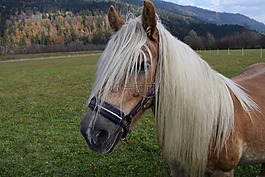 haflinger,马,牧场