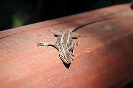 蜥蜴,動物,爬行動物