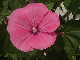 花,粉紅色的花,廠